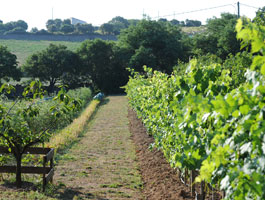 Vegetable garden