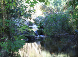 Pond