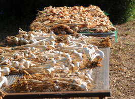 Garlic