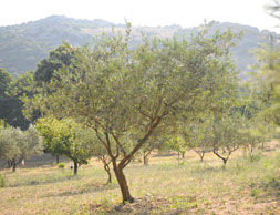 Trees