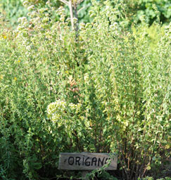 Oregano