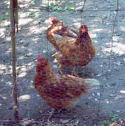 Two chickens