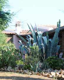 The garden