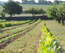 Fields