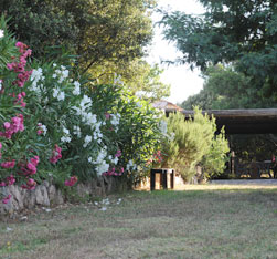 The garden